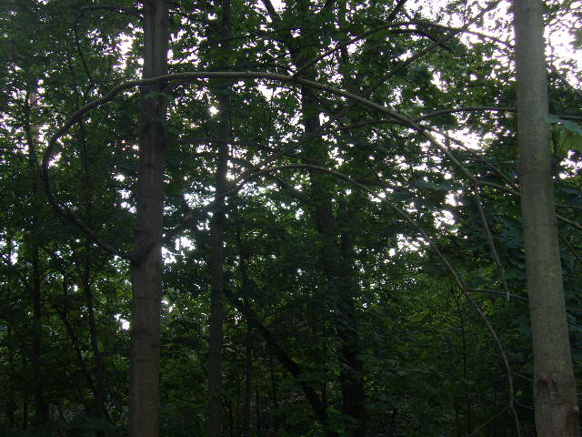 photograph of trees